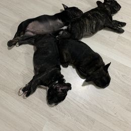 French Bulldog Puppies from Luna and London’s Puppies