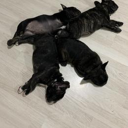 French Bulldog Puppies from Luna and London’s Puppies