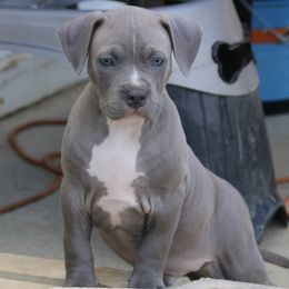 American Bully Puppies from XLRG BULLIES