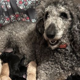 Goldendoodle puppies from Beaver Springs Puppies