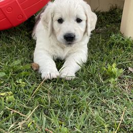 Golden Retriever Puppies from MC Goldens