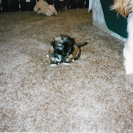 Shih Tzu Puppies from Shih Tzu Dreams Come True