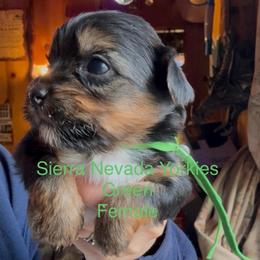 Green - Black and tan female Yorkshire Terrier puppy in South Lake Tahoe, California from Sierra Nevada Yorkies