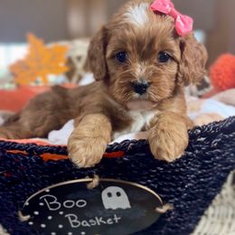 Pippa - Red female Cavapoo puppy in El Dorado Springs, Missouri from Cavish's Missouri Cavaliers, Cavapoos, and Miniature Poodles