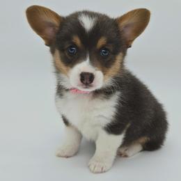 Skye(Sugar) - Blue female Pembroke Welsh Corgi puppy in Dickeyville, Wisconsin from J&R Shepherds & Corgis