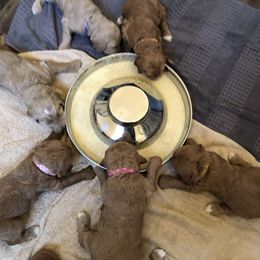 Bernedoodle and Goldendoodle Puppies from Heartfelt GoldenDoodles