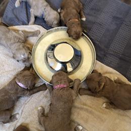 Bernedoodle and Goldendoodle Puppies from Heartfelt GoldenDoodles