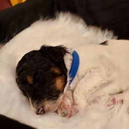 Boy 4 - Parti Poodle puppy in Kentucky from Penny's Puppy Palace