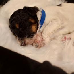 Boy 4 - Parti Poodle puppy in Kentucky from Penny's Puppy Palace