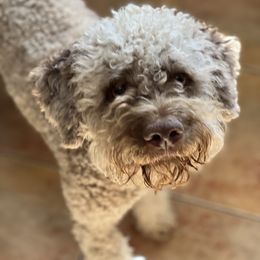 Molly - Lagotto Romagnolo