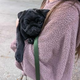 Pug Puppies from Wicked Kennel
