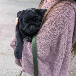 Pug Puppies from Wicked Kennel