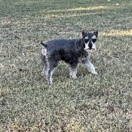 Beau - Miniature Schnauzer