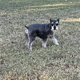 Beau - Miniature Schnauzer