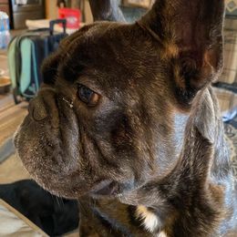 French Bulldogs from Kathy's French Bulldogs