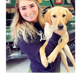 Labrador Retriever Puppies from Sycamore Kennels