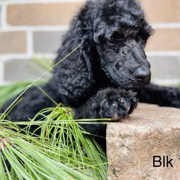 Poodle Puppies from Honeycutt Akc Standard Poodles