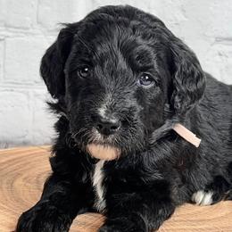 Aussiedoodles from LK Aussiedoodles