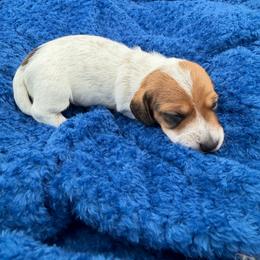 Piebald boy - Piebald male Dachshund puppy in Spanaway, Washington from 11 Oaks Kennels