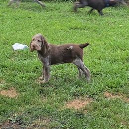 Gordon Setter and Spinone Italiano Puppies from Spinsetters