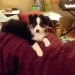 Miniature Australian Shepherds from GG's Aussie's, LLC