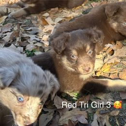 Red Tri Girl 3 - Red tri-color female Australian Shepherd puppy in Prairie Grove, Arkansas from IQ Farms