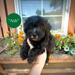 Ash - Black & white male Maltipoo puppy in Coal City, Indiana from Angel Blue Dogs