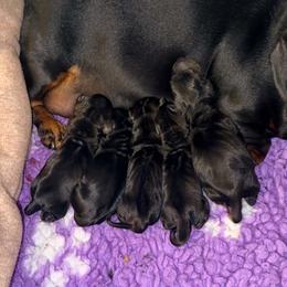 KENICKE - Black and tan male Dachshund puppy in Toledo, Ohio from Baldox Dachshunds
