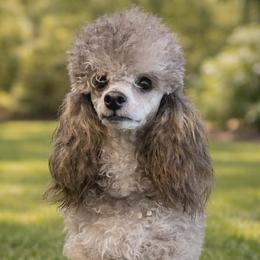Wolfy - Poodle