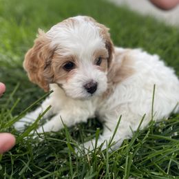 Cavapoo Puppies from Ellas.Pups