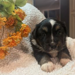 Molly - Black tri female Toy Australian Shepherd puppy in North Lakeport, California from Wild Rose Ranch