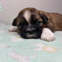 Lock - Brindle male Shih Tzu puppy in Houston, Texas from Pup Paw-lace