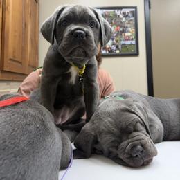 Cane Corso Puppies from Classic Jayx