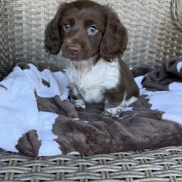 Boy 3 LIMITED AKC - Piebald male Dachshund puppy in Aurora, Missouri from Baker Farms
