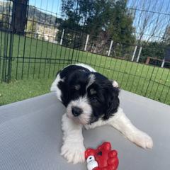 Polish Lowland Sheepdog Puppies from Ponavie PONs
