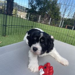 Polish Lowland Sheepdog Puppies from Ponavie PONs