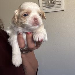 Shih Tzu Puppies from Butterfly Shih Tzu Pups