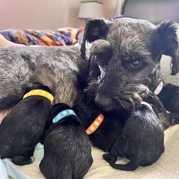 Miniature Schnauzer Puppies from Chantel's Miniature Schnauzers