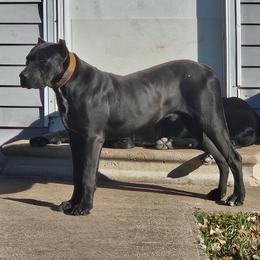 Cheif - Cane Corso