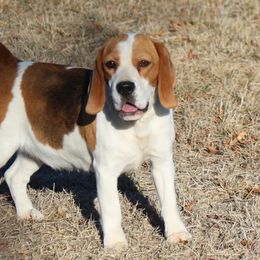 Holly - Beagle