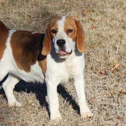 Holly - Beagle