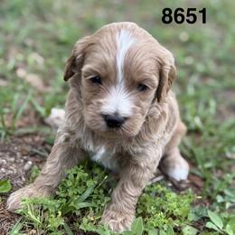 Finn - Apricot male Goldendoodle puppy in Arcadia, Florida from KnuDawn Goldendoodles and Cavapoos