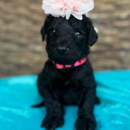Lucy - Black female Pyredoodle puppy in Willacoochee, Georgia from Kitandkboodle's Doodles