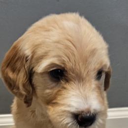 Penny - Black female Goldendoodle puppy in Kansas City, Missouri from Poppy's Doodles