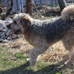 DJ - Goldendoodle
