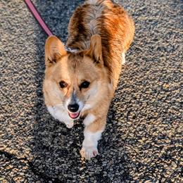 Teeter's Shot - Fawn female Pembroke Welsh Corgi puppy in Hotchkiss, Colorado from Bell S Ranch