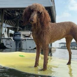 Dixie - Goldendoodle