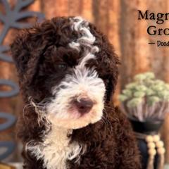 Aussiedoodles, Australian Mountain Doodles, Bernedoodles, and Poodles from Magnolia Grove Doodles