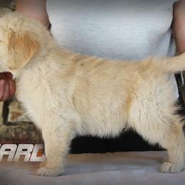 Golden Retriever Puppies from DoubleTake Goldens