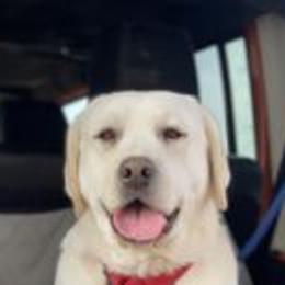 Britt - Labrador Retriever